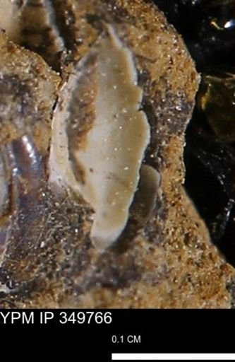 undet. Mollusca