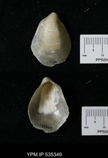 Anomia simplex