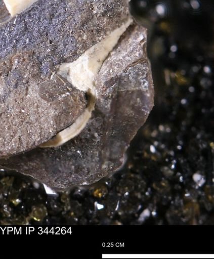 undet. Bivalvia