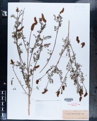 Dalea alopecuroides