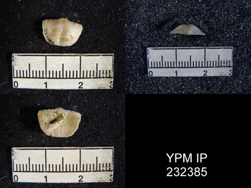 Chonetes granulifer armatus
