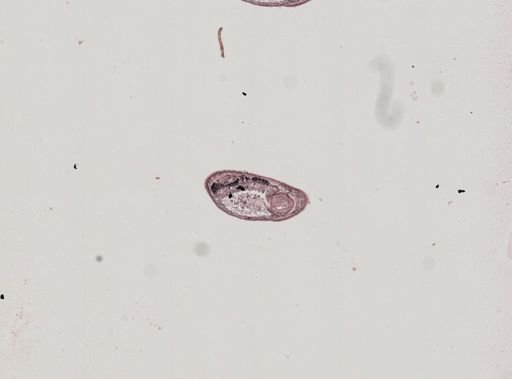Plagiostomum whitmani