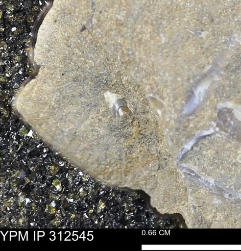 undet. Mollusca
