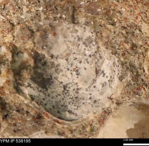 Corbulamella gregaria
