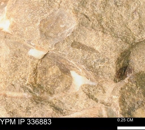 undet. Bivalvia
