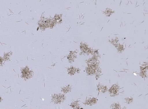 Haliclona oculata