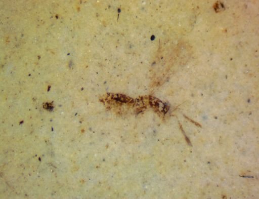 undet. Hymenoptera