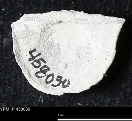 Strophodonta sp.