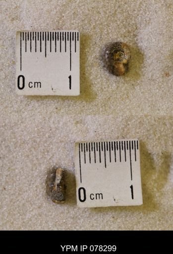 Jeletzkytes nebrascensis