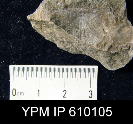 Stropheodonta inaequistriata