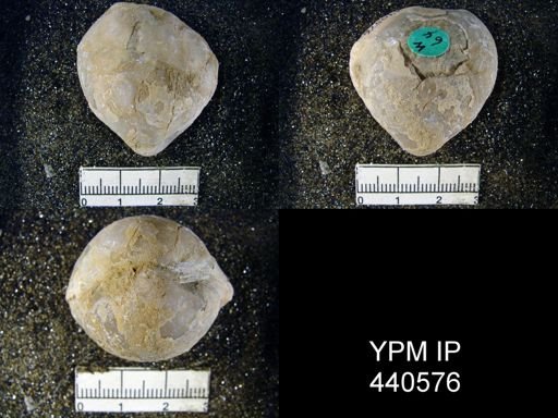 Spirigerella grandis