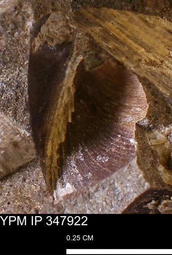 Limopsis striatopunctatus