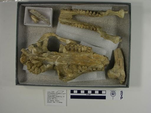 Mesoreodon chelonyx