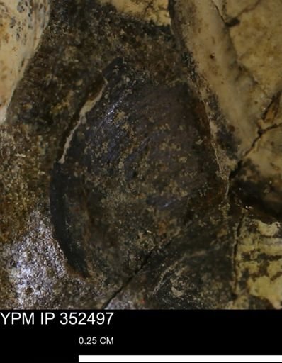 undet. Bivalvia