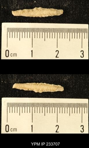 Archaeocidaris sp.