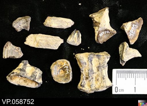 undet. Actinopterygii