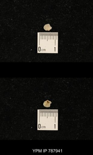 Brachiopoda