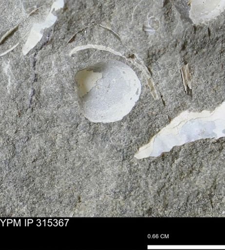 undet. Bivalvia
