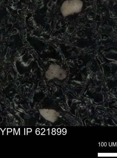 undet. Foraminiferida