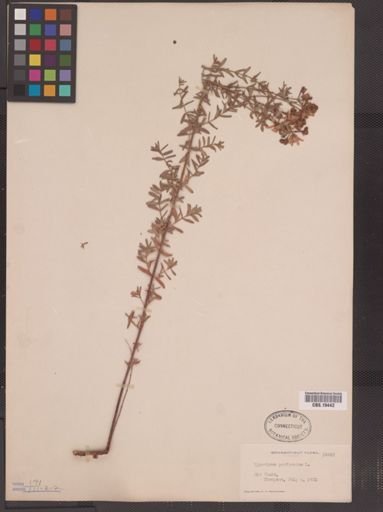 Hypericum perforatum