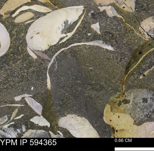 Protocardia sp.