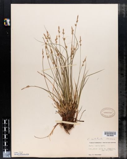 Carex varia