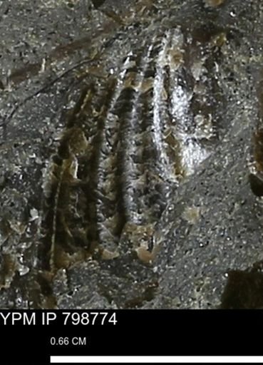 undet. Bivalvia