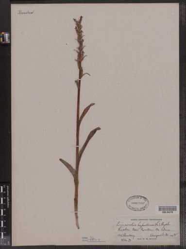 Limnorchis hyperborea