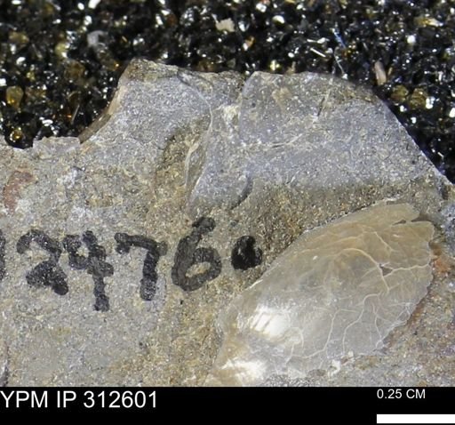 undet. Bivalvia