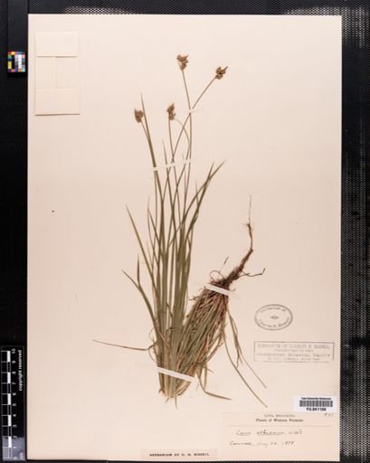 Carex peckii