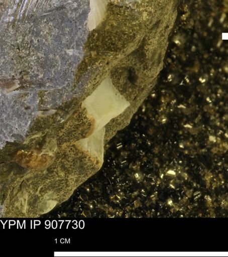 undet. Mollusca