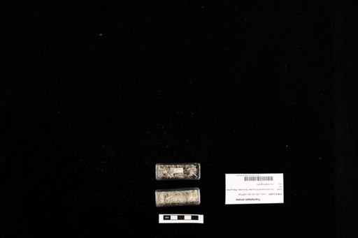 Trachylepis striata