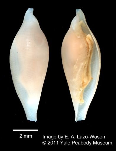 Neosimnia inflexa