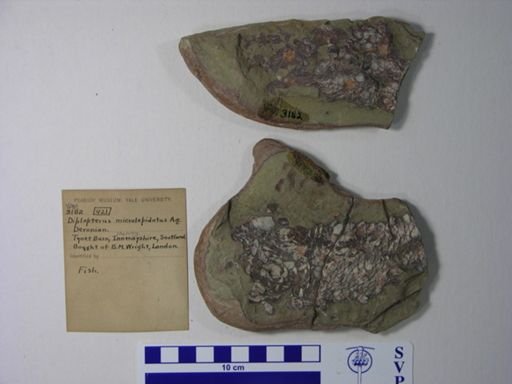 Diplopterus microlepidotus