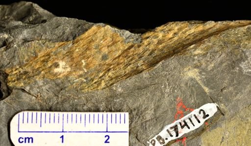 Drepanophycus sp.