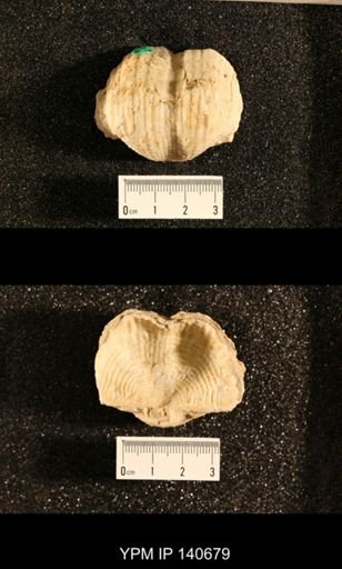 Productus (Dictyoclostus) indicus