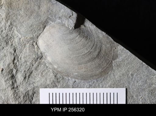 Bivalvia