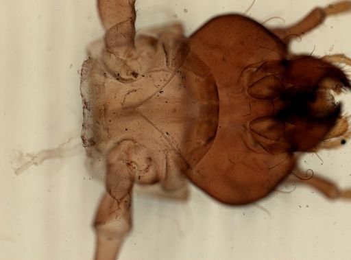 Cerambycidae