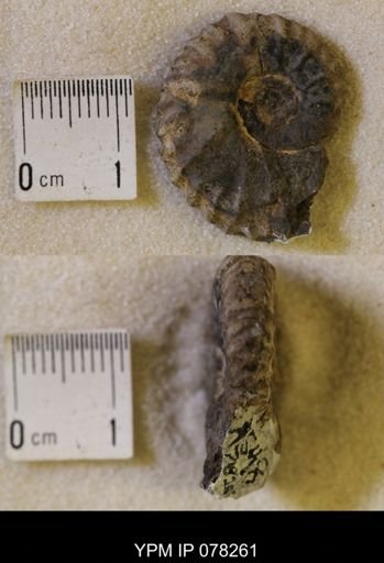 Jeletzkytes nebrascensis