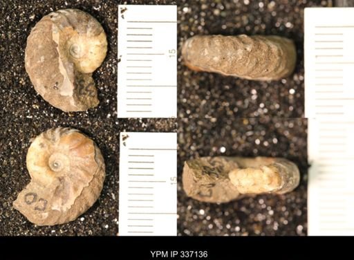 undet. Hoplitidae