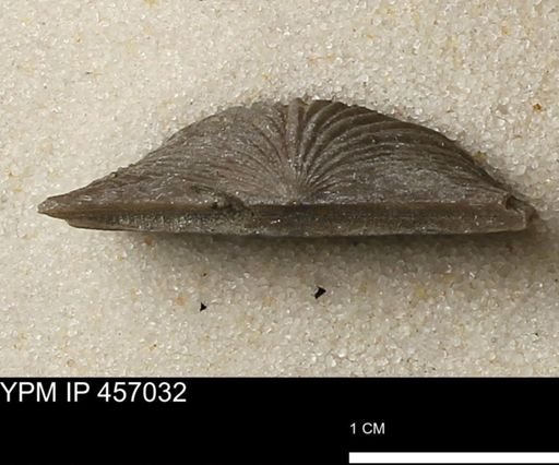 Stropheodonta sp.
