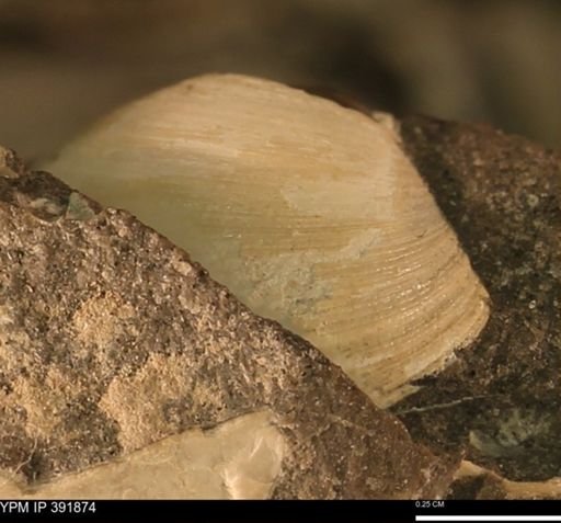 Protocardia sp.