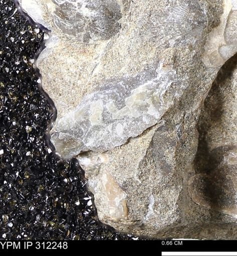 undet. Bivalvia