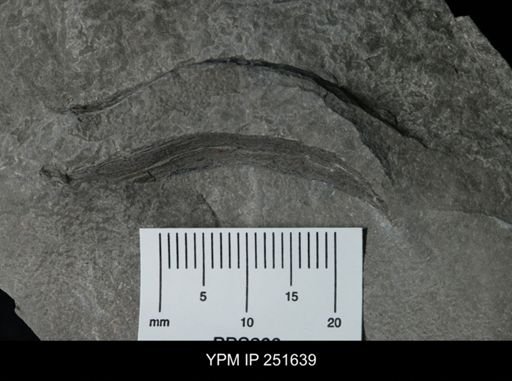 undet. Eurypterida