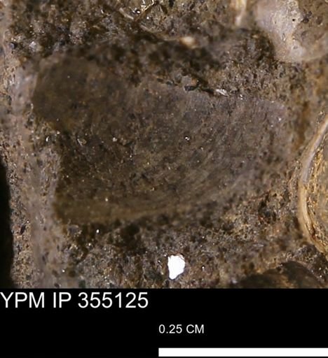 undet. Bivalvia