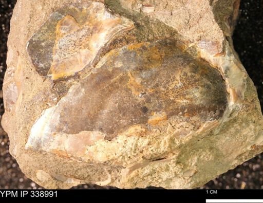 Inoceramus sp.