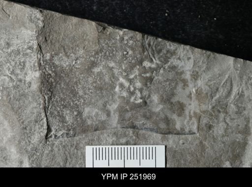 undet. Eurypterida