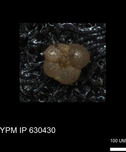 undet. Rugoglobigerinidae