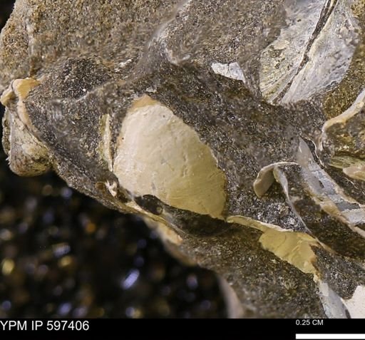 Limopsis striatopunctatus