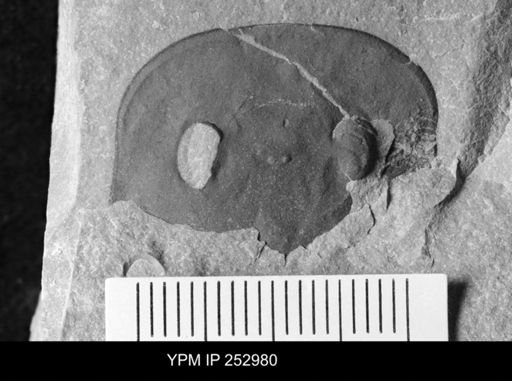 Eurypterus sp.
